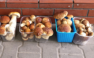 Wysyp grzybów w warmińsko-mazurskich lasach Wysyp grzybów w warmińsko-mazurskich lasach